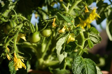 green young tomatoes in spring on a bush