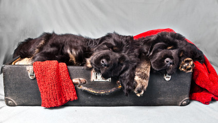Tibetan Mastiff puppies sleeping in an old vintage black suitcase