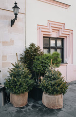 Small green decorative Christmas trees are standing in small pots with burlap on a gray pavement of paving stones near a store in Lviv, Ukraine.