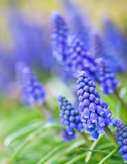 Blue buds flowers Muscari armeniacum or Grape Hyacinth