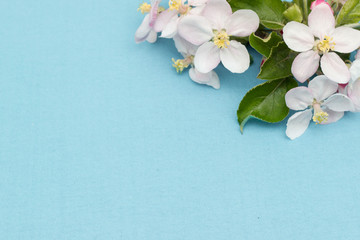 Frame border of apple flowers isolated on a blue background. Flat lay, top view floral frame
