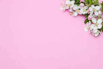 Fototapeta na wymiar Frame border made of flowers isolated on pink background. Flat lay, top view. Apple flower frame