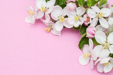 Frame border made of apple flowers isolated on pink background. Flat lay, top view. Apple flower frame