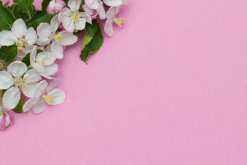 Frame border made of apple flowers isolated on pink background. Flat lay, top view. Frame of flowers.