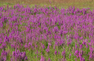 purple meadow, purple sage flowers on a summer sunny day