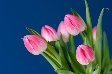 Pink tulips on dark blue background, spring flowers banner, greeting card photo