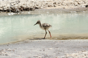 A pied stilt chick, still in sand-colored camouflage feathers, at the water's edge