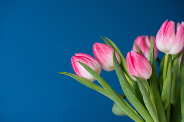 Pink tulips on dark blue background, spring flowers banner, greeting card photo