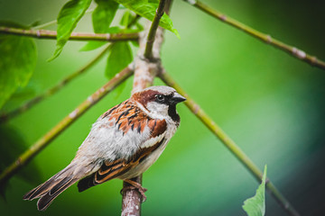 Tree Sparrow on a tree branch