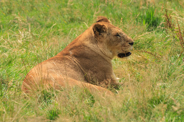 A lioness resting in long grass