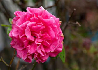 rose　flower　purplish pink　beautiful