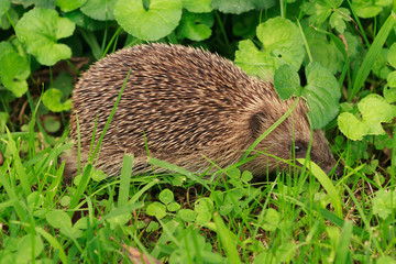 A European hedgehog walking on a lawn in the daytime