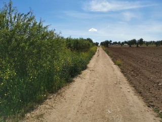 Fototapeta na wymiar Camino rural