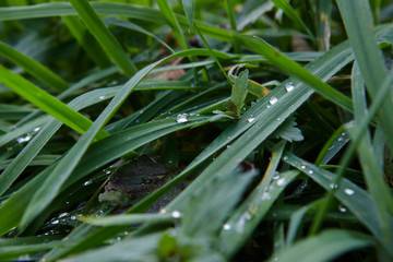 morning dew on the grass