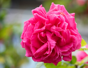rose　flower　purplish pink　beautiful