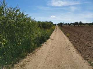 Fototapeta na wymiar Camino rural
