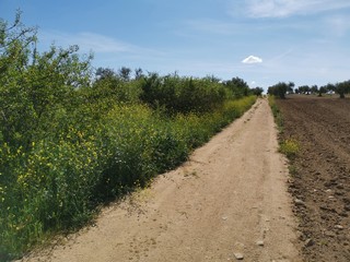 Camino rural