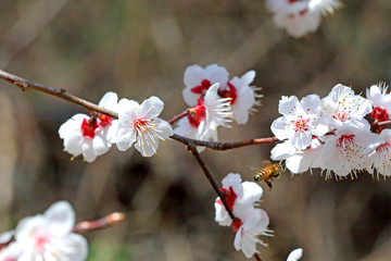 매화와 곤충
