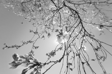Obraz premium Joy of spring