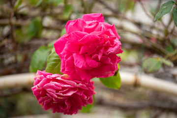 rose　flower　purplish pink　beautiful