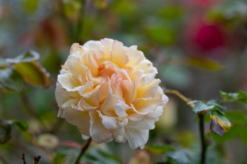 rose　flower　purplish pink　beautiful