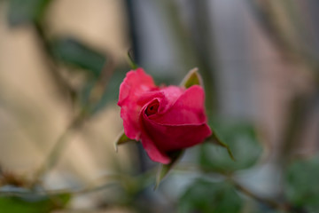 rose　flower　purplish pink　beautiful