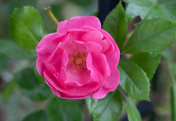 rose　flower　purplish pink　beautiful