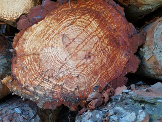 Anillas de madera