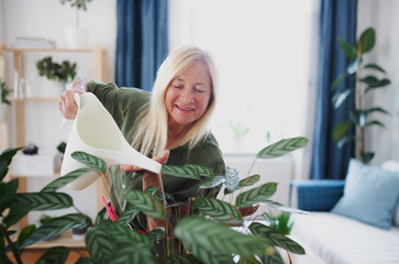 Attractive senior woman watering plants indoors at home.