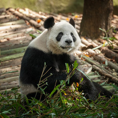 Obraz premium Panda bear eating bamboo