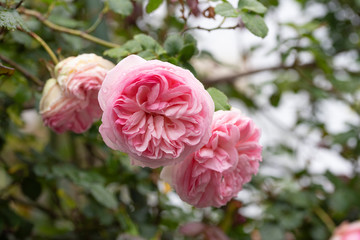 rose　flower　purplish pink　beautiful