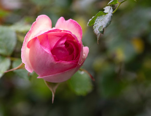 rose　flower　purplish pink　beautiful