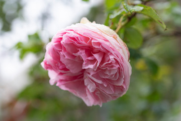 rose　flower　purplish pink　beautiful