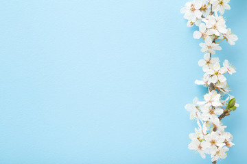 Fresh branch of white cherry blossoms on light blue table background. Pastel color. Flat lay. Closeup. Empty place for inspirational text, lovely quote or positive sayings. Top down view.