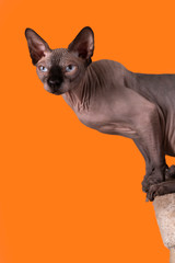 Portrait of a pretty sphinx head indoors, bald cat, on a orange background, with space for copy,...