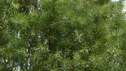first leaves and flowers in the park 