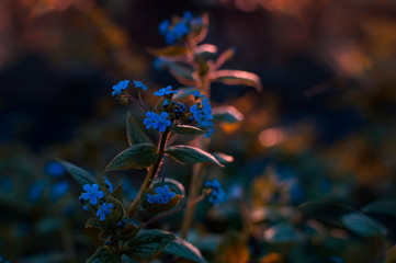 Niebieskie ,niskie kwiaty ogrodowe w świetle zachodzącego słońca. © Iwona