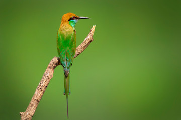 Image of Green Bee-eater bird(Merops orientalis) on a tree branch on nature background. Bird. Animals.