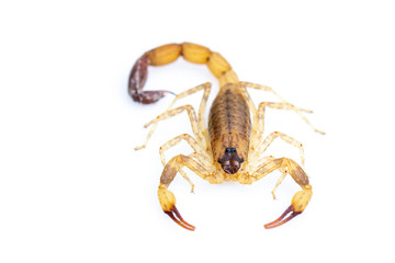 Image of brown scorpion isolated on white background. Insect. Animal.