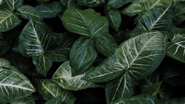 Natural texture with tropical leaves. Calm relaxing background. Environmental concept. 