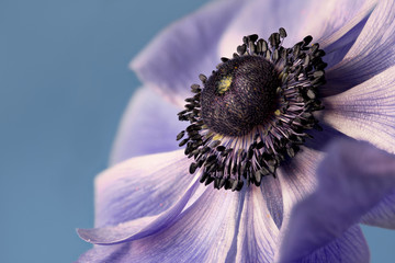Anemone coronaria, a blue strain