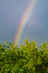 A rainbow emerges from a green tree across a blue sky.