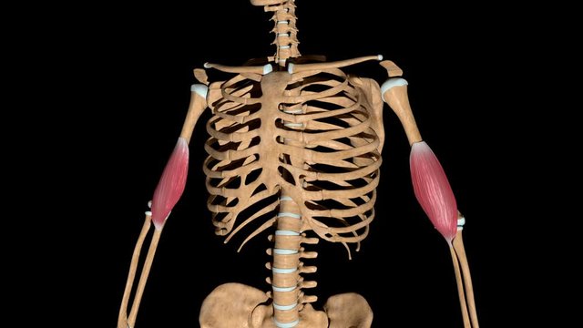 Brachialis Muscles on Skeleton