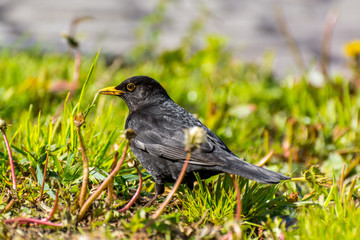 Turdus merula, or Eurasian blackbird, or the common blackbird,  a species of true thrush. It breeds in Europe, Asiatic Russia, and North Africa