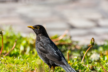 Turdus merula, or Eurasian blackbird, or the common blackbird,  a species of true thrush. It breeds in Europe, Asiatic Russia, and North Africa