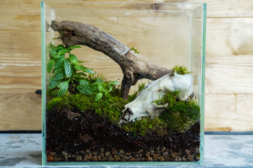 Florarium with forest plants and moss, wood and animal skull decoration