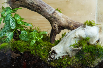 Florarium with forest plants and moss, wood and animal skull decoration