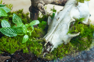 Florarium with forest plants and moss, wood and animal skull decoration