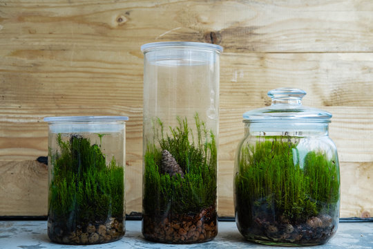 Florarium Inside A Glass With Green Forest Moss And Little Plants