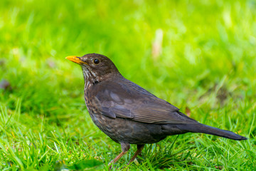 Turdus merula, or Eurasian blackbird, or the common blackbird,  a species of true thrush. It breeds in Europe, Asiatic Russia, and North Africa